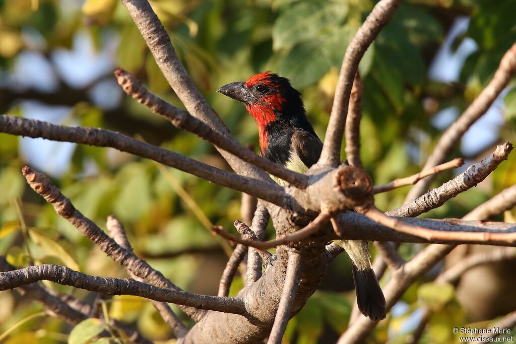 Black-collared Barbetadult