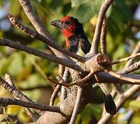 Black-collared Barbet