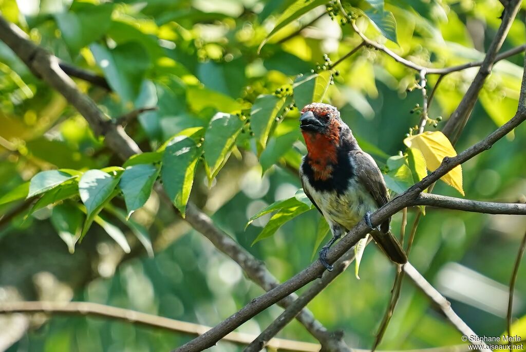 Black-collared Barbetadult