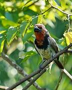 Black-collared Barbet