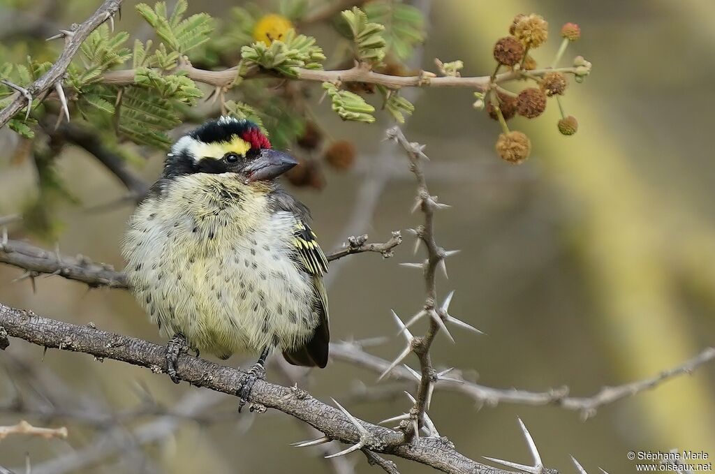 Red-fronted Barbet