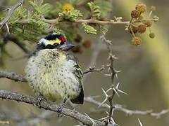 Red-fronted Barbet