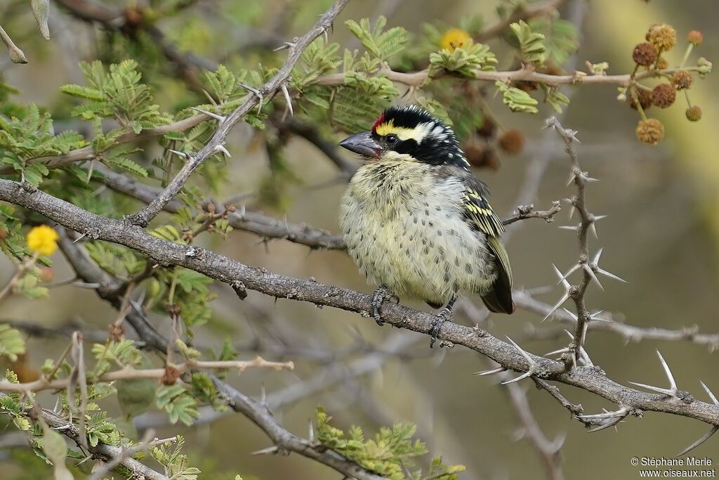 Red-fronted Barbet