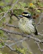 Red-fronted Barbet