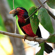 Bearded Barbet