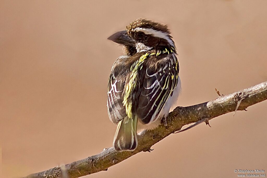 Black-throated Barbet