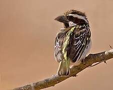 Black-throated Barbet