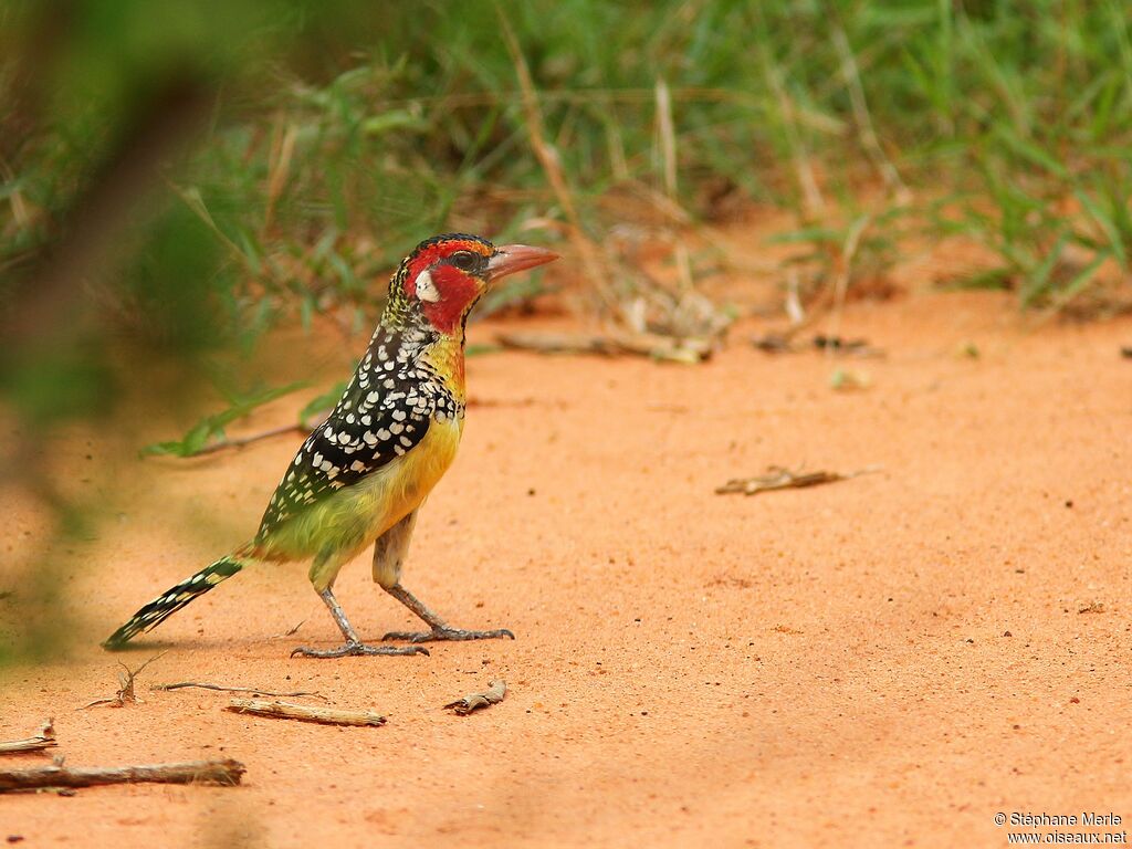 Red-and-yellow Barbet male adult