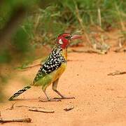 Red-and-yellow Barbet