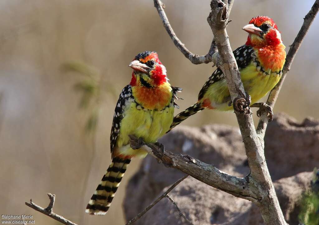 Red-and-yellow Barbetadult, Behaviour