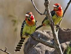 Red-and-yellow Barbet