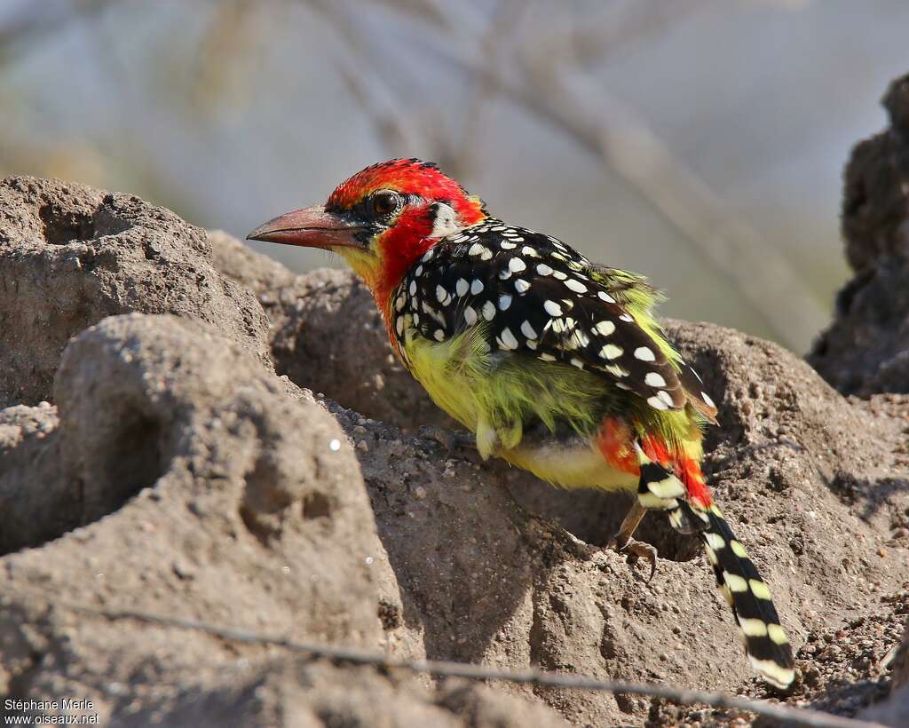 Red-and-yellow Barbetadult, Behaviour