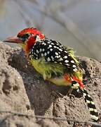 Red-and-yellow Barbet