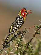 Red-and-yellow Barbet