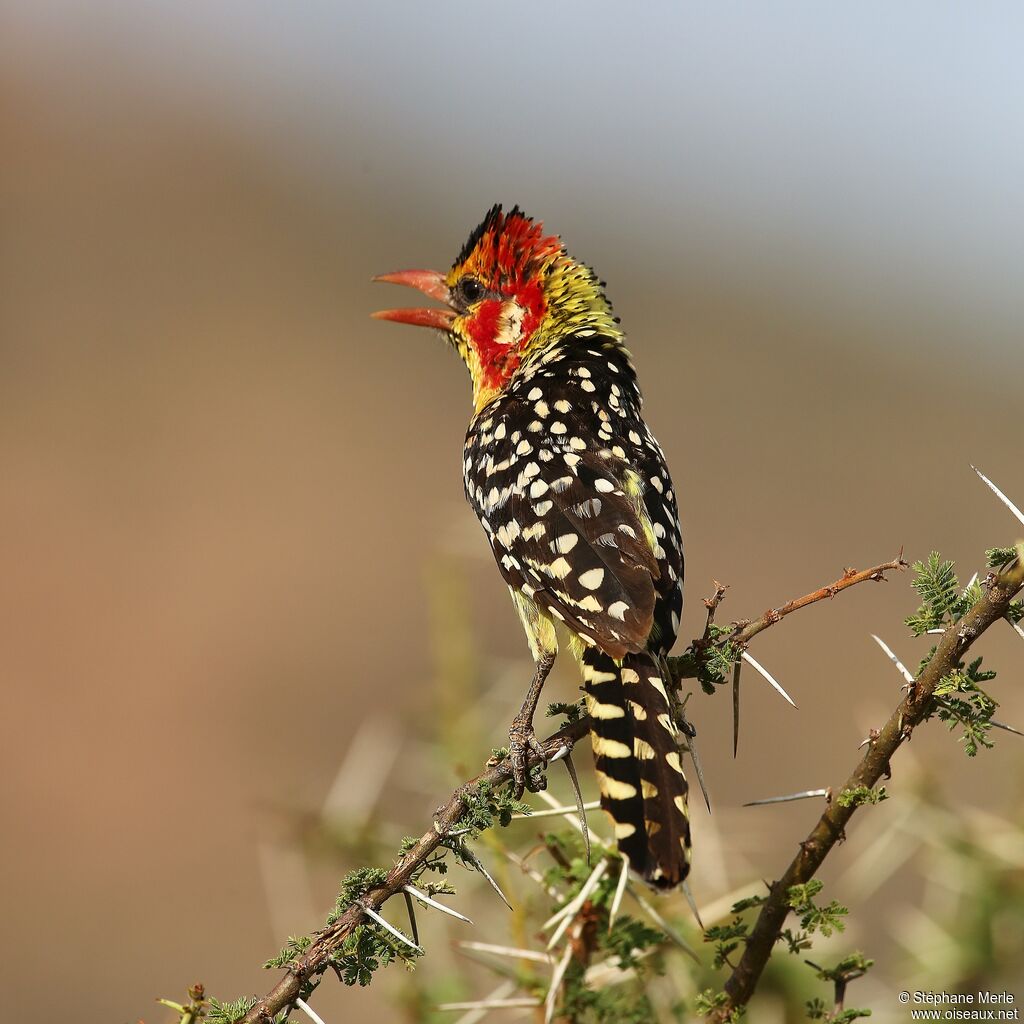 Red-and-yellow Barbetadult