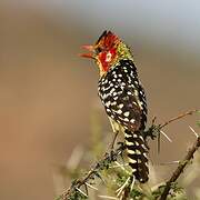 Red-and-yellow Barbet