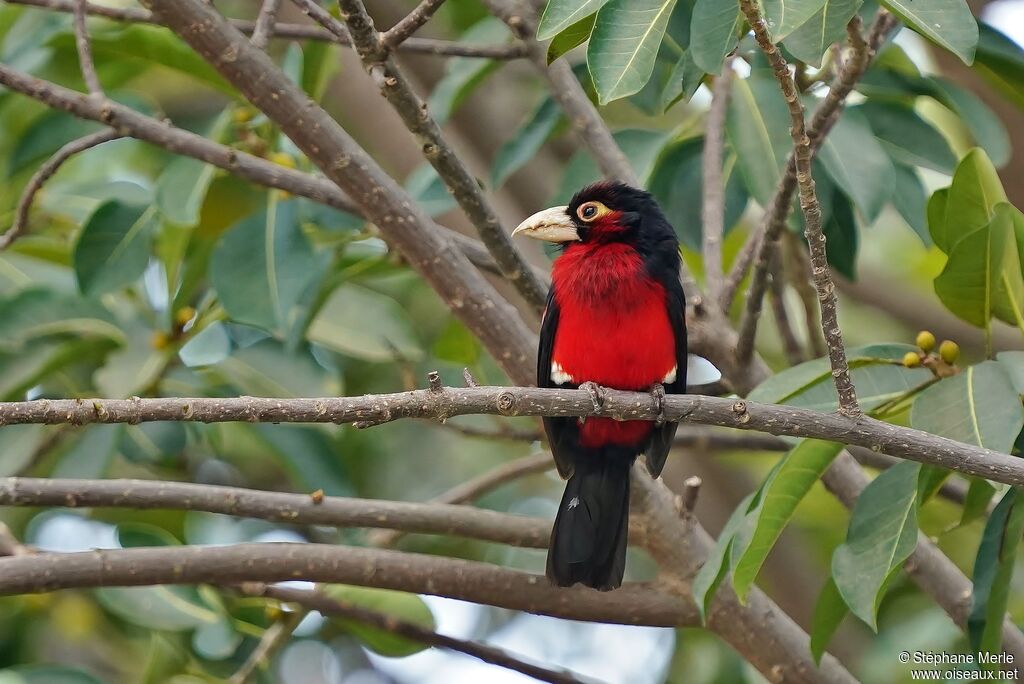 Double-toothed Barbetadult