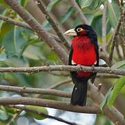 Double-toothed Barbet