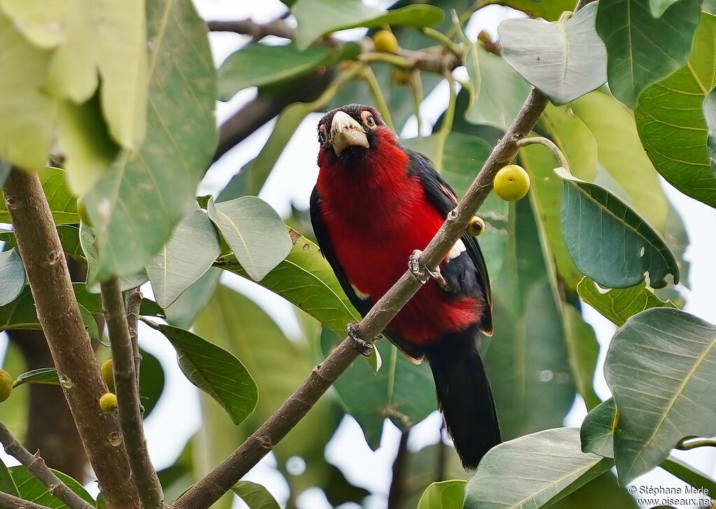 Double-toothed Barbetadult