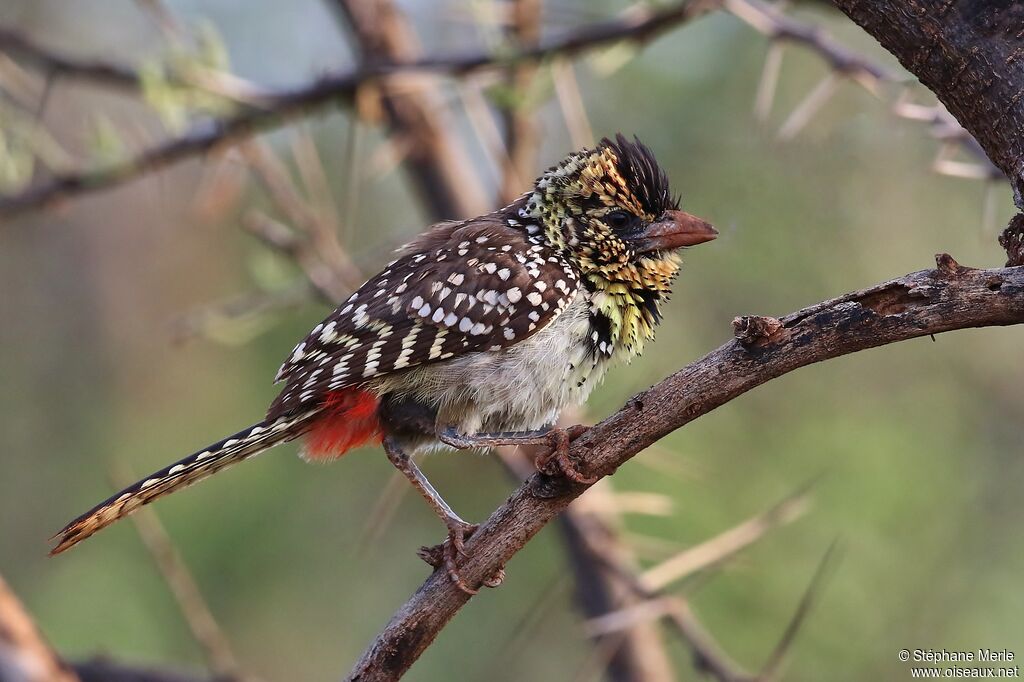 D'Arnaud's Barbet