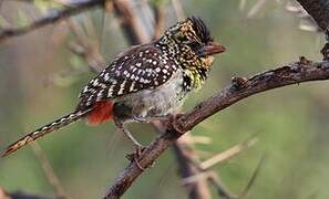 D'Arnaud's Barbet