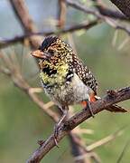 D'Arnaud's Barbet