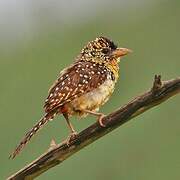 D'Arnaud's Barbet