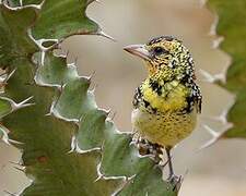 D'Arnaud's Barbet