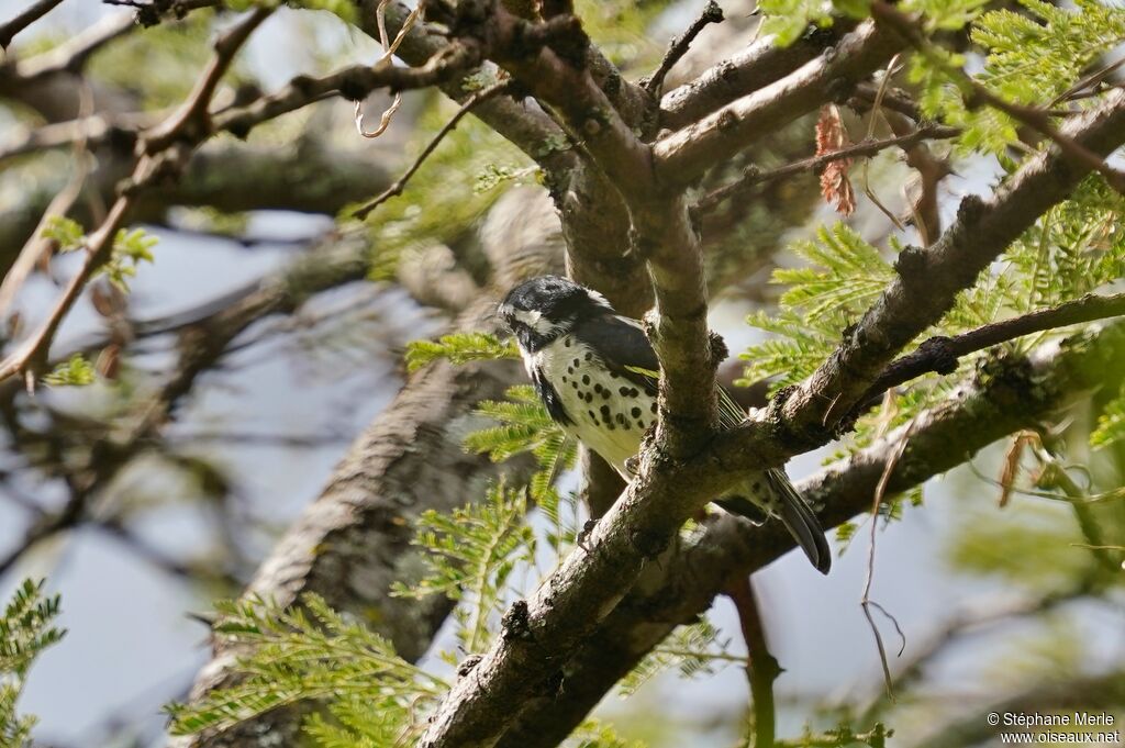 Spot-flanked Barbet