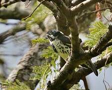 Spot-flanked Barbet