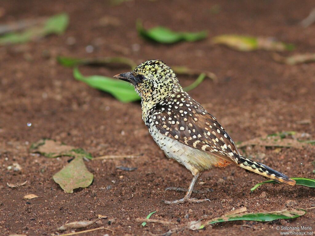 Usambiro Barbetadult, identification