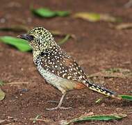 Usambiro Barbet