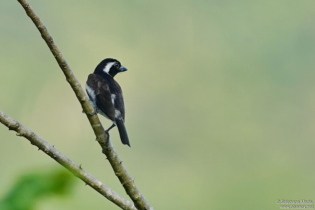 White-eared Barbetadult