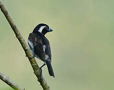 White-eared Barbet