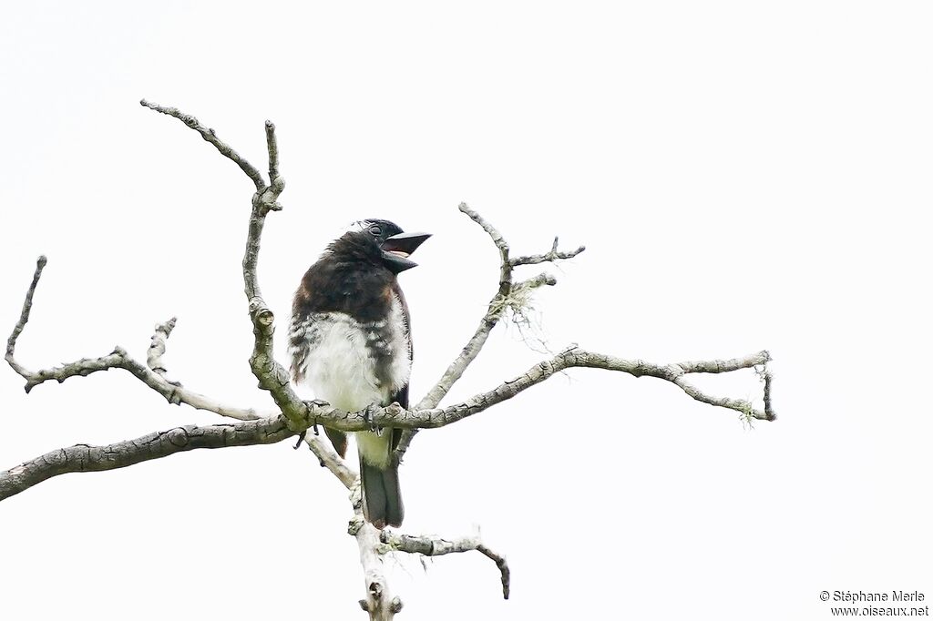 White-eared Barbet