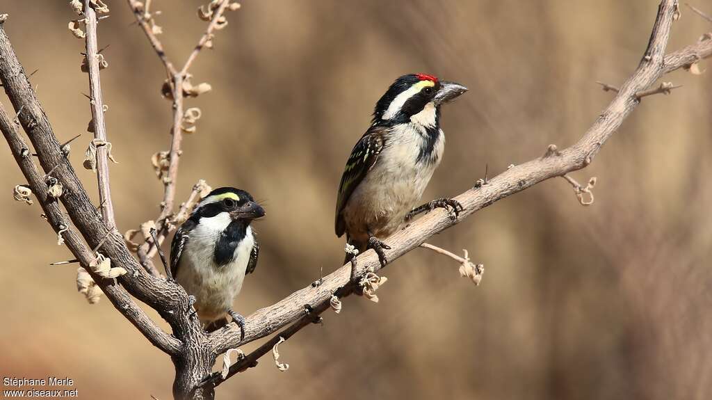 Acacia Pied Barbet, pigmentation