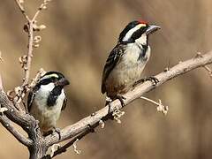 Acacia Pied Barbet