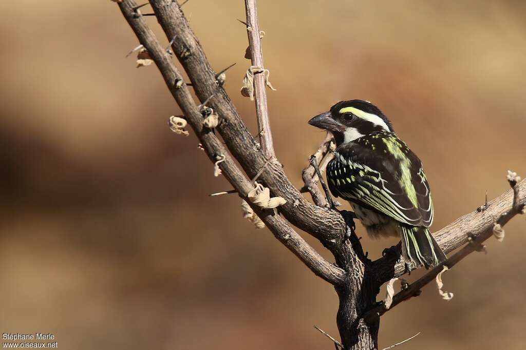 Acacia Pied Barbetjuvenile, identification