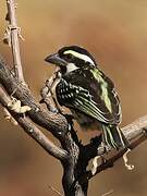 Acacia Pied Barbet