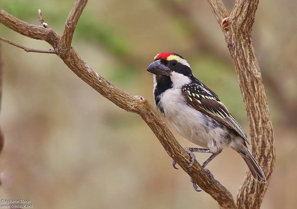 Acacia Pied Barbetadult breeding, pigmentation