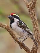 Acacia Pied Barbet