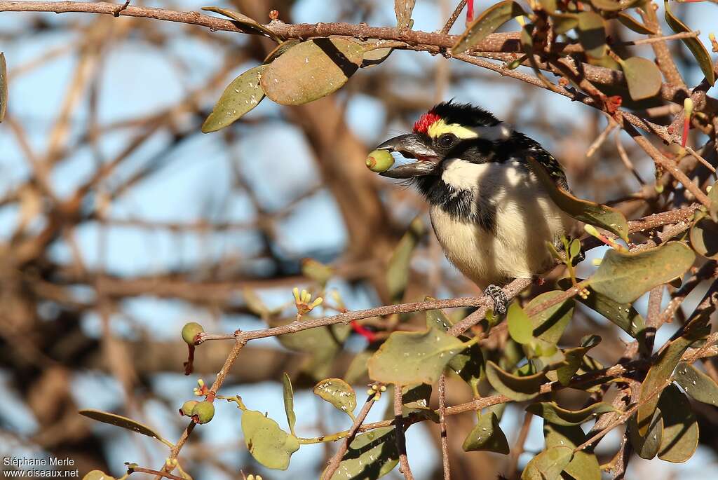 Acacia Pied Barbetadult, habitat, feeding habits