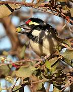 Acacia Pied Barbet