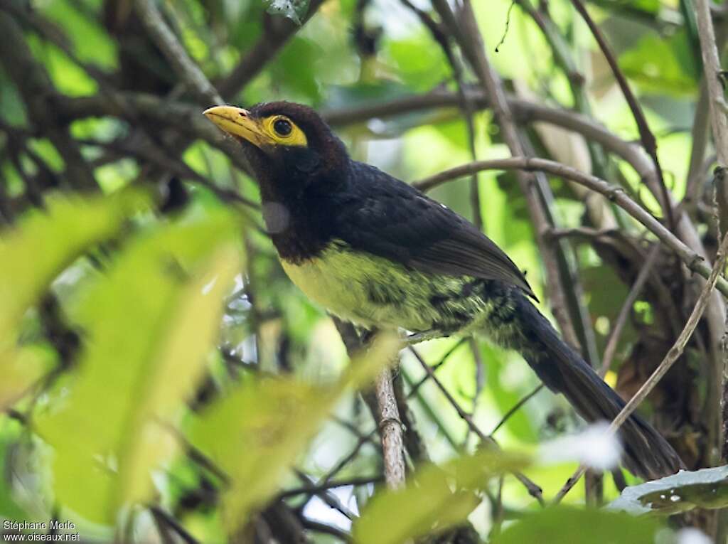 Yellow-billed Barbetsubadult, identification