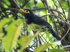 Yellow-billed Barbet