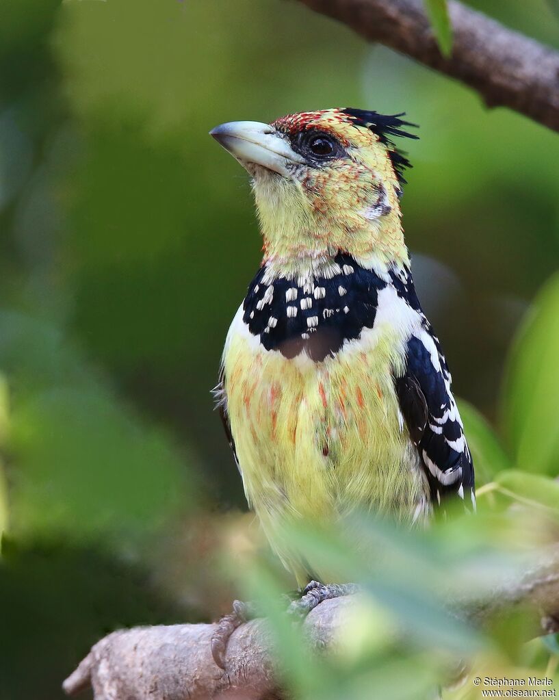 Crested Barbetadult