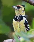 Crested Barbet