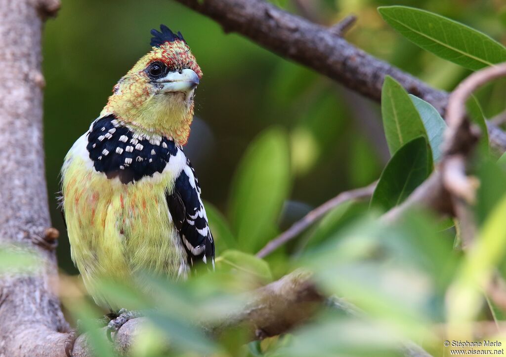 Crested Barbet