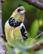 Crested Barbet