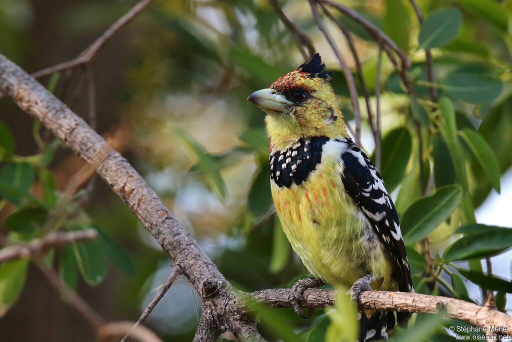 Crested Barbet